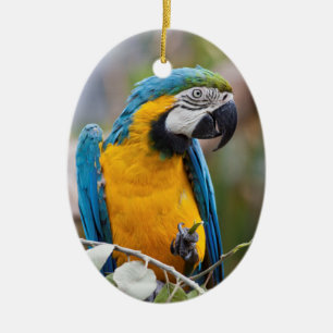 De Cerâmica Ornamento azul e amarelo do Macaw