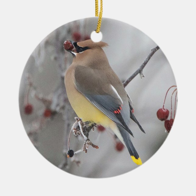 De Cerâmica Ornamento Cedar Waxwing Eating Berries (Frente)
