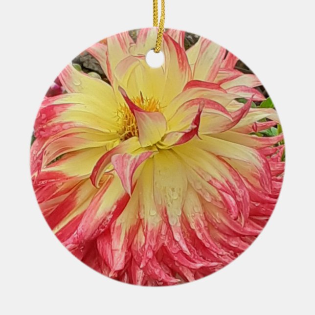De Cerâmica Ornamento Cerâmico Dahlia Rosa e Amarelo (Frente)