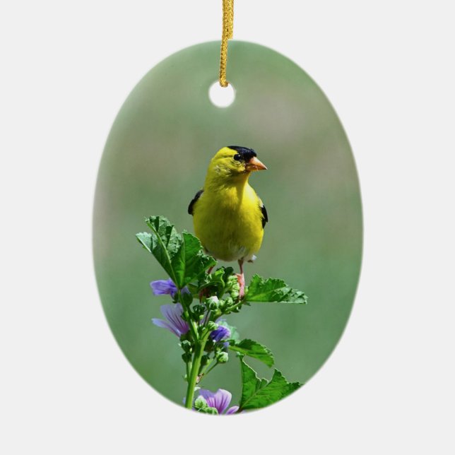 De Cerâmica Ornamento Masculino Goldfinch (Frente)