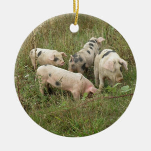 De Cerâmica Porcos em um ornamento do campo