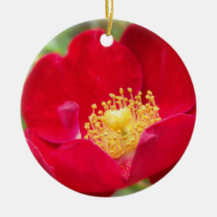De Cerâmica Rosas São Ornamento Vermelho