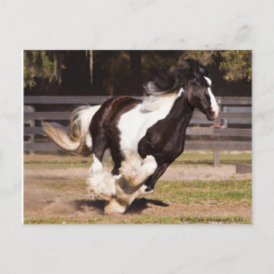 De Convite Cartão postal Gypsy Dourado Vanner