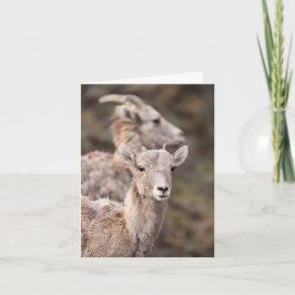 De Festividades Assistindo Ewe - Cartão 10cm x 14cm