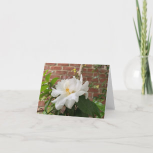 De Festividades Cartão Camellia (em branco)