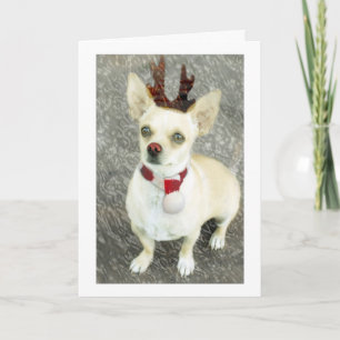 De Festividades Cartão Chihuahua Natal