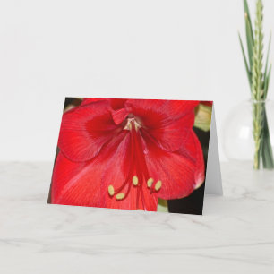 De Festividades Cartão do Amaryllis