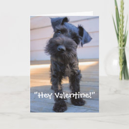 De Festividades Cartão do dia dos namorados do Schnauzer diminuto