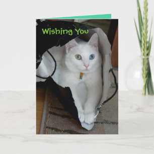 De Festividades Cartão ensacado serenidade do feriado