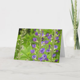 De Festividades Cartão False Indigo (Baptisia australis)