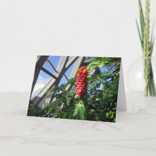 De Festividades Cartão Ginger Costus Barbatus
