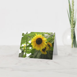 De Festividades Cartão girassol (Helianthus)
