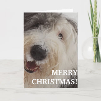De Festividades Cartão inglês velho do Sheepdog - Feliz Natal