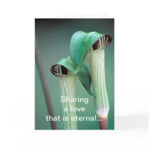 Cartão / Jack-in-the-pulpit