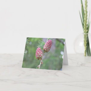 De Festividades Cartão Larch (Larix)
