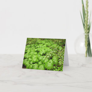 De Festividades Cartão Mayapple (Podophyllum peltatum)
