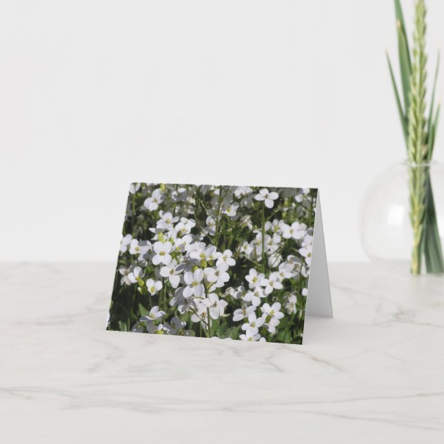 De Festividades Cartão Mountain Rock Cress (Arabis alpina) (Frente)