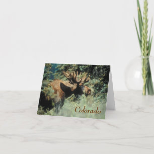 De Festividades Cartão para mangueira Colorado