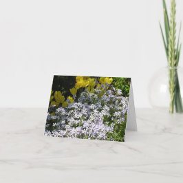 De Festividades Cartão Phlox Woodland (Phlox divaricata)