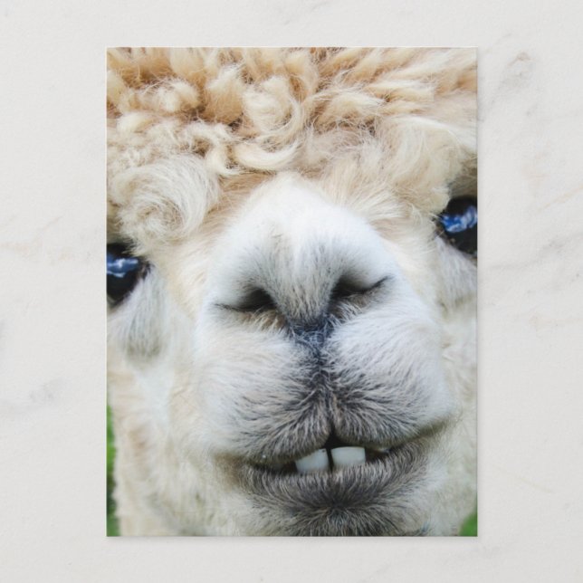 DE FESTIVIDADES CARTÃO POSTAL ALPACA (Frente)