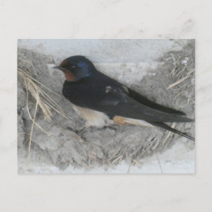 De Festividades Cartão postal Barn Swallow on Nest DIY