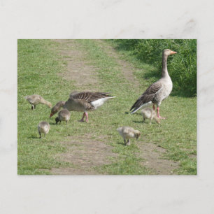 De Festividades Cartão postal da família Geese DIY