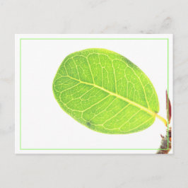 De Festividades Cartão postal da folha verde rica da figueira selv