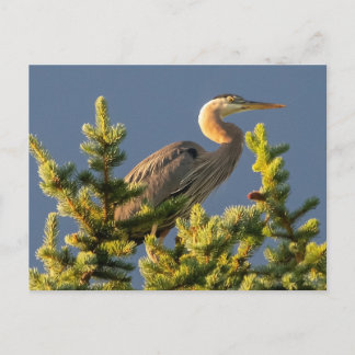 De Festividades Cartão postal da Garça Azul Grande