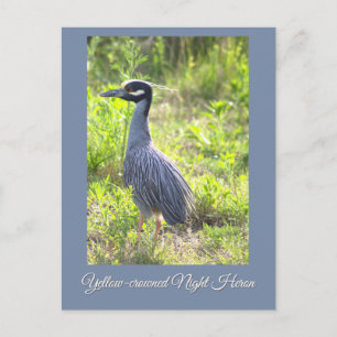 De Festividades Cartão Postal da Garça-nocturna-de-coroa-amarela