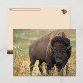 De Festividades Cartão postal do bisão americano / búfalo Postcros