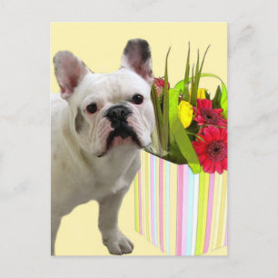 De Festividades Cartão postal do Buldogue francês da páscoa