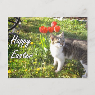 De Festividades cartão postal do gato felz pascoa