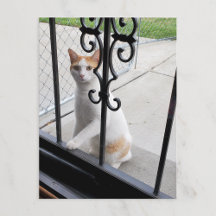 Cartão postal do gato que realmente quer entrar