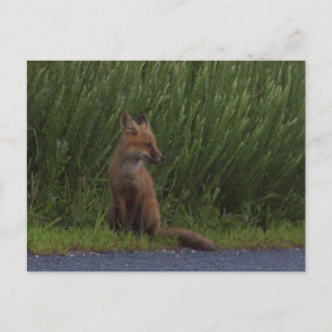 De Festividades Cartão postal Fotográfico Fox