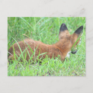 De Festividades Cartão postal Fotográfico Fox