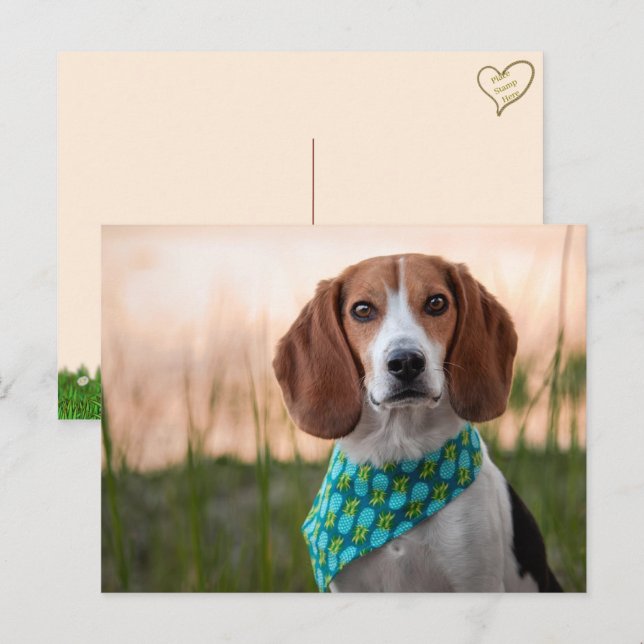 De Festividades Cartão postal Foxhound (Frente/Verso)