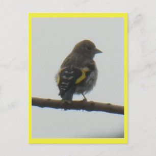 De Festividades Cartão postal Goldfinch Young DIY