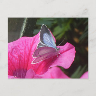 De Festividades Cartão postal Holly Blue Butterfly on Pink Flower 