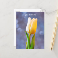 Cartão postal Tulipa Branca