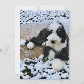 De Festividades Cartão Sheepadoodle