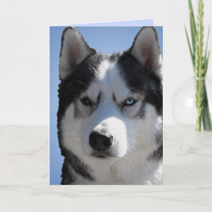De Festividades Cartão Siberian Husky / Cartão Alaskan Malamute em