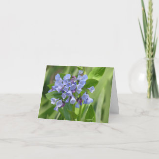 De Festividades Cartão Virginia bluebell (Mertensia virginica)