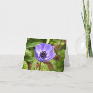 De Festividades Cartão Windflower (Anemone coronaria)