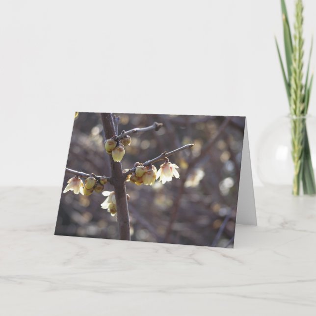 De Festividades Cartão Winterdoce (Chimonanthus praecox) (Frente)