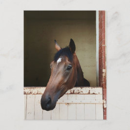 De Festividades Cavalo Curioso no Estábulo Cartão Postal Equestre 