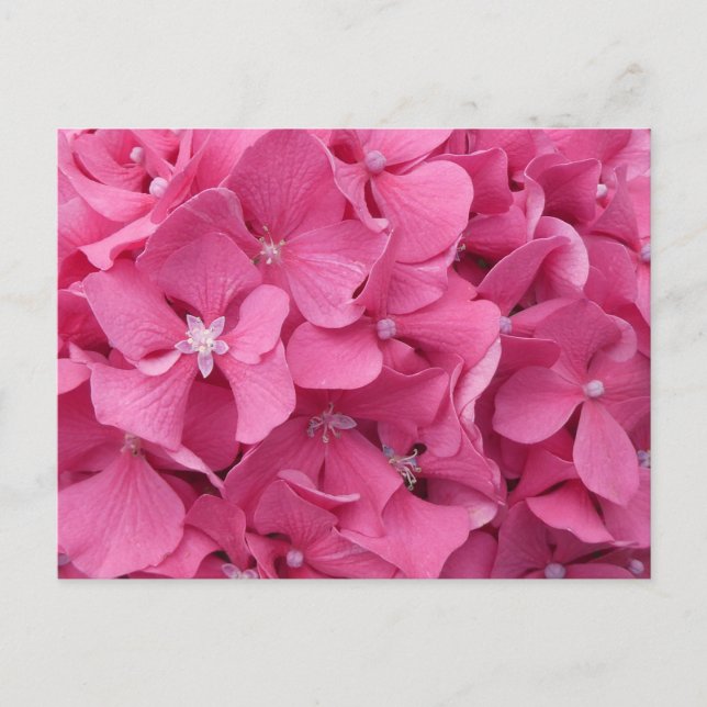 De Festividades Hydrangea rosa Fechar Cartão Postal (Frente)