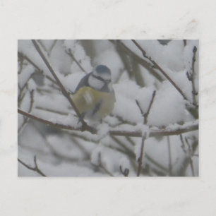 De Festividades Pequeno Pássaro Colorido na Neve Cartão Postal DIY
