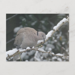 De Festividades Rola-Torcaz na Neve Cartão Postal DIY