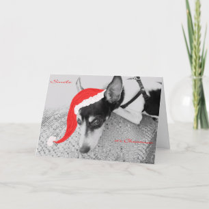 De Festividades Sorria, é Natal, Cartão com Rat Terrier