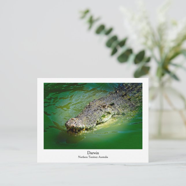 De Festividades Território Norte Darwin - Cartão postal Crocodilo (Em pé/Frente)